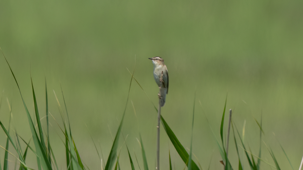 Sedge Warbler