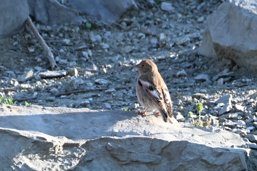 Mongolian Finch