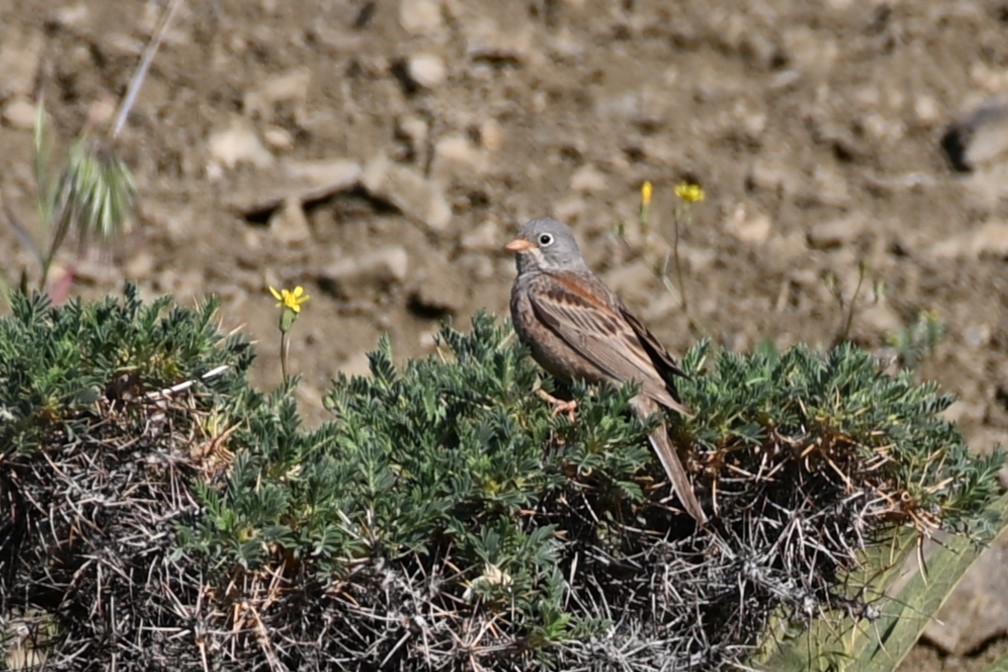 Grey-necked Bunting