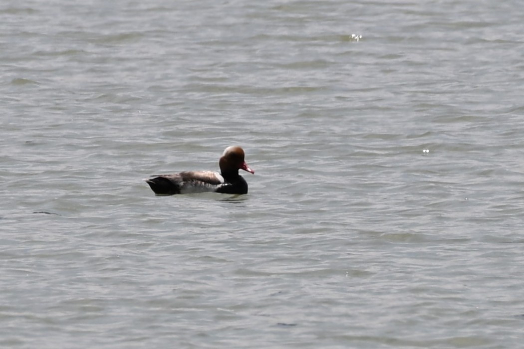 Red-crested Pochard