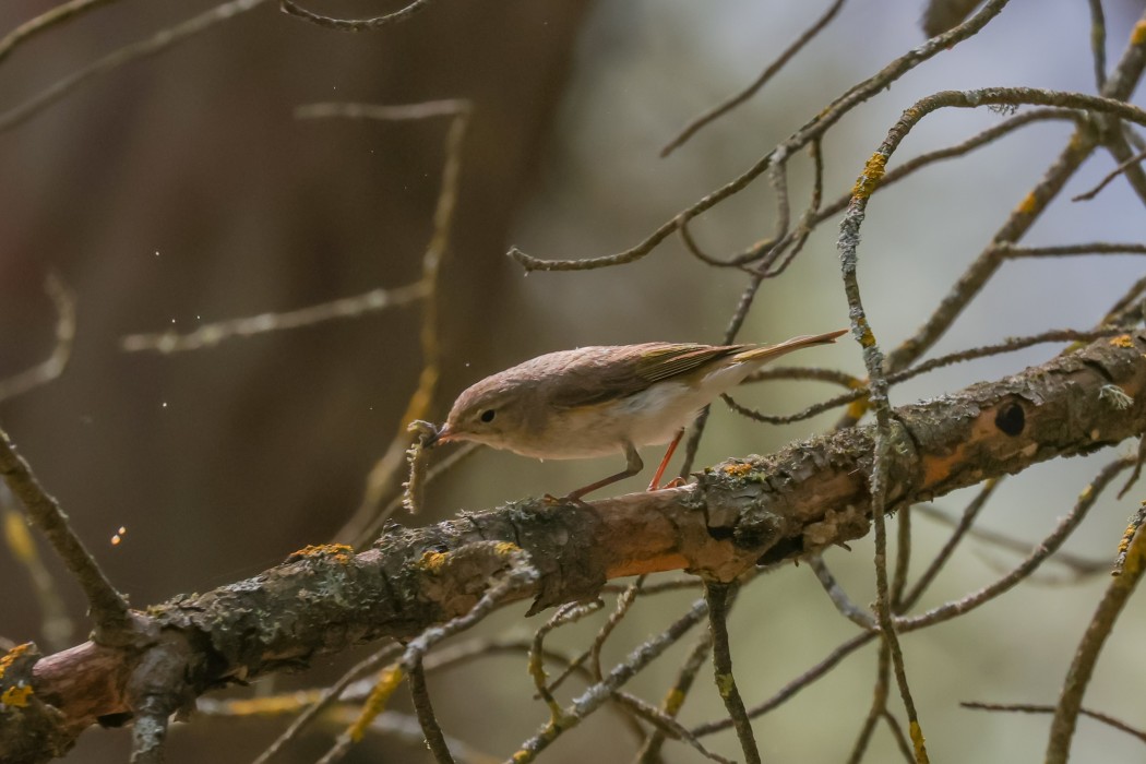 Eastern Bonelli`s Warbler