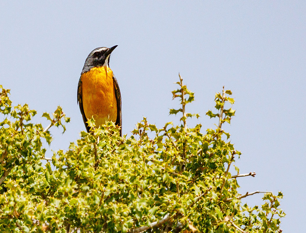 White-throated Robin