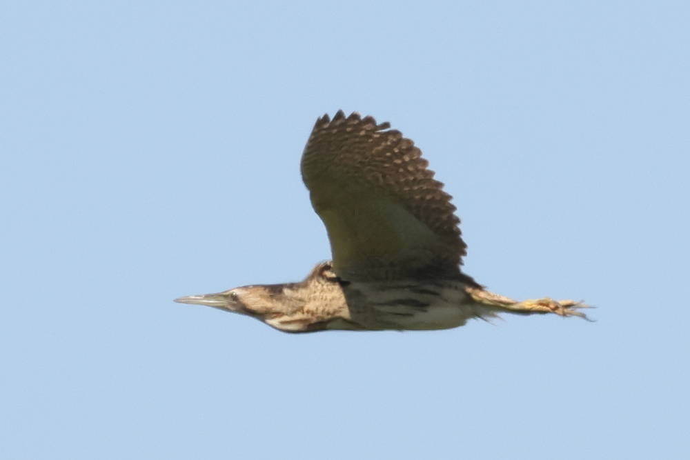 Eurasian Bittern