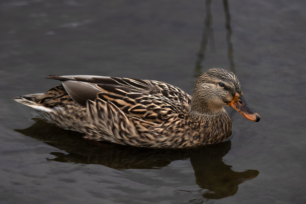 Mallard
