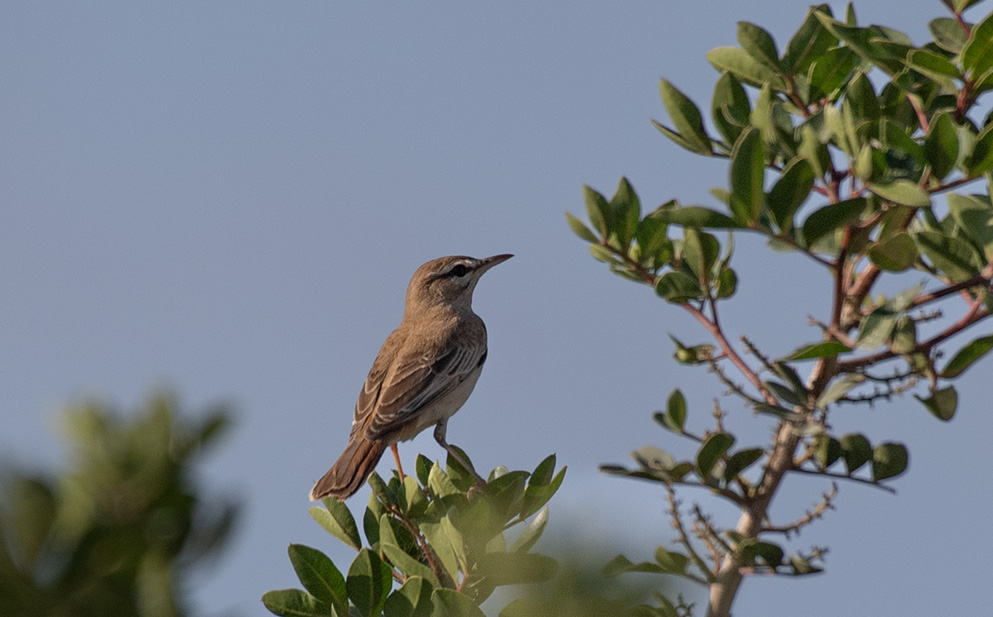 Rufous-tailed Scrub Robin