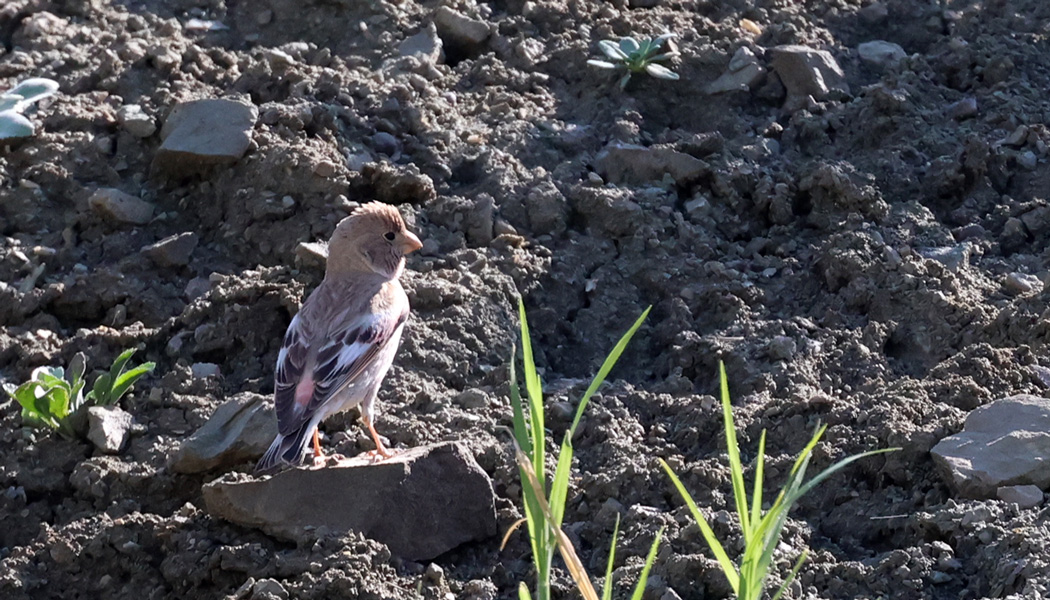 Mongolian Finch