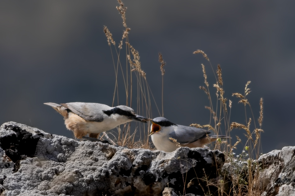 Eastern Rock Nuthatch