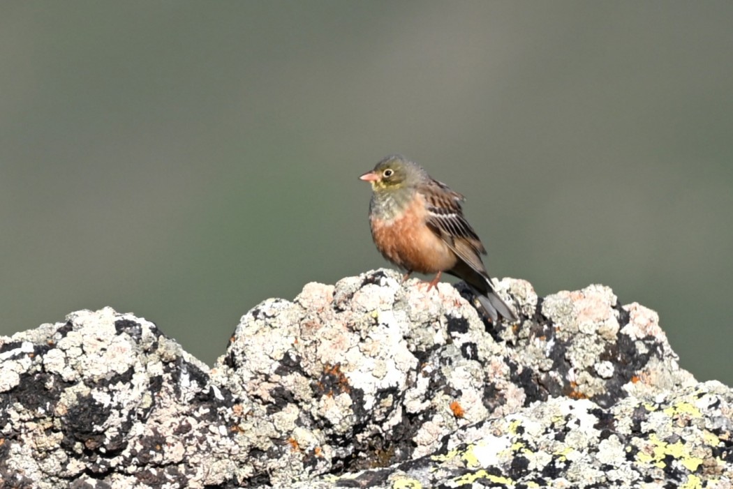 Ortolan Bunting