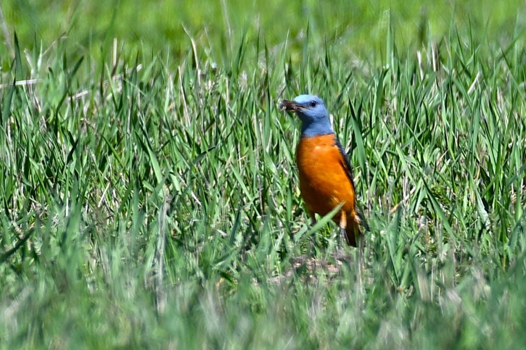 Common Rock Thrush
