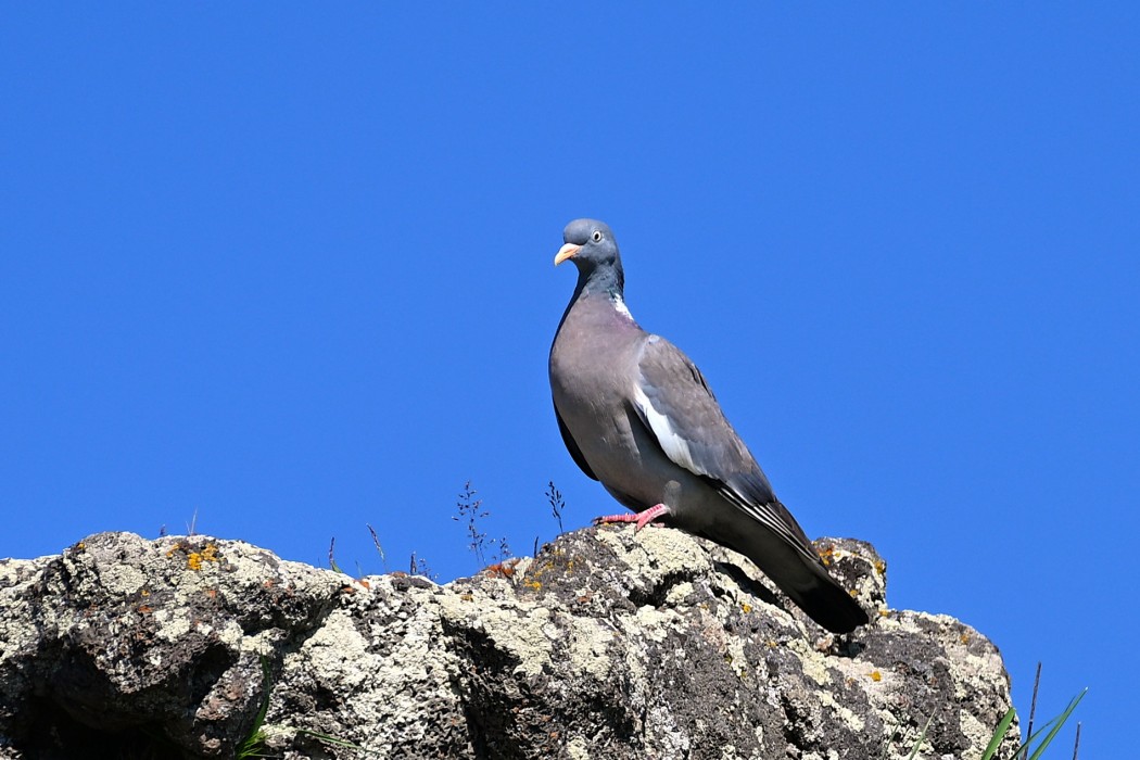 Common Wood Pigeon