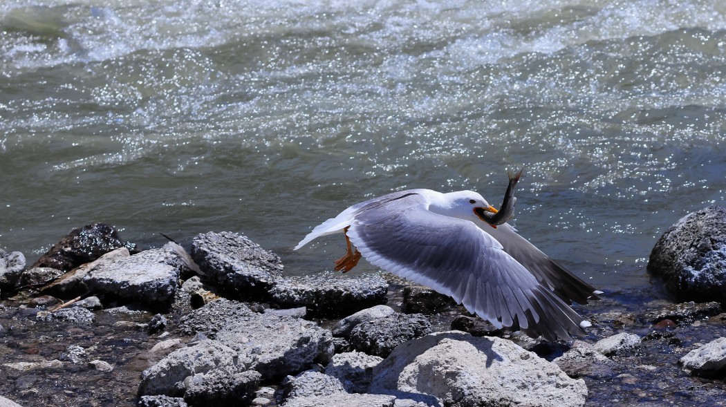 Armenian Gull