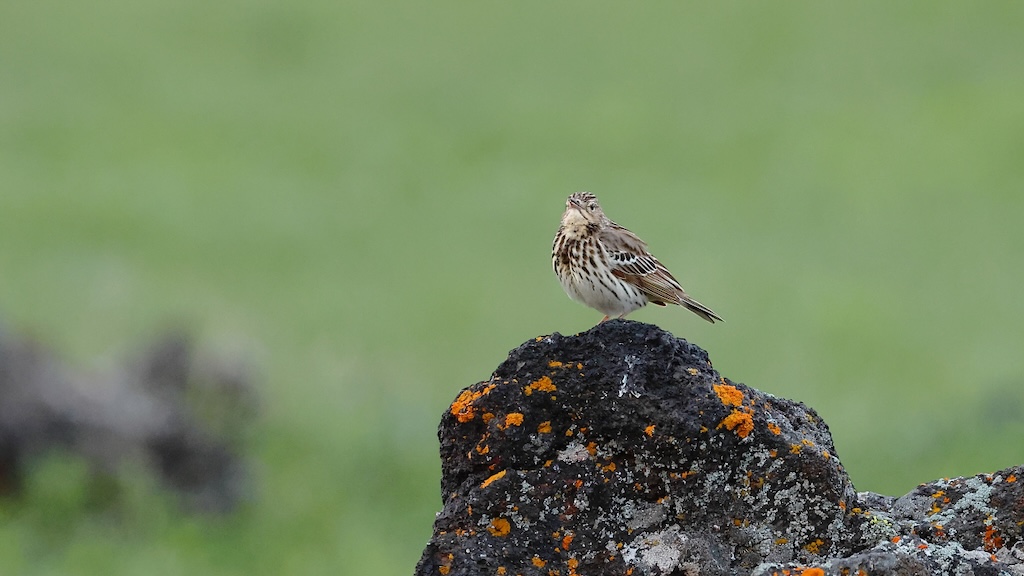 Tree Pipit