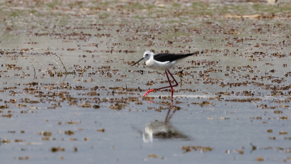 Black-winged Stilt