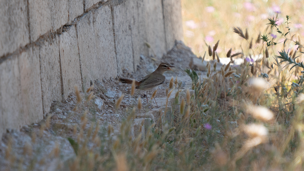 Rufous-tailed Scrub Robin