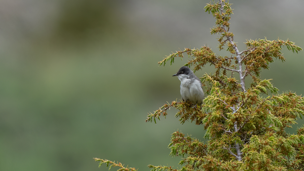 Eastern Orphean Warbler