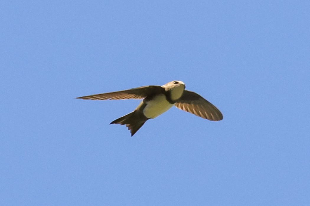 Alpine Swift