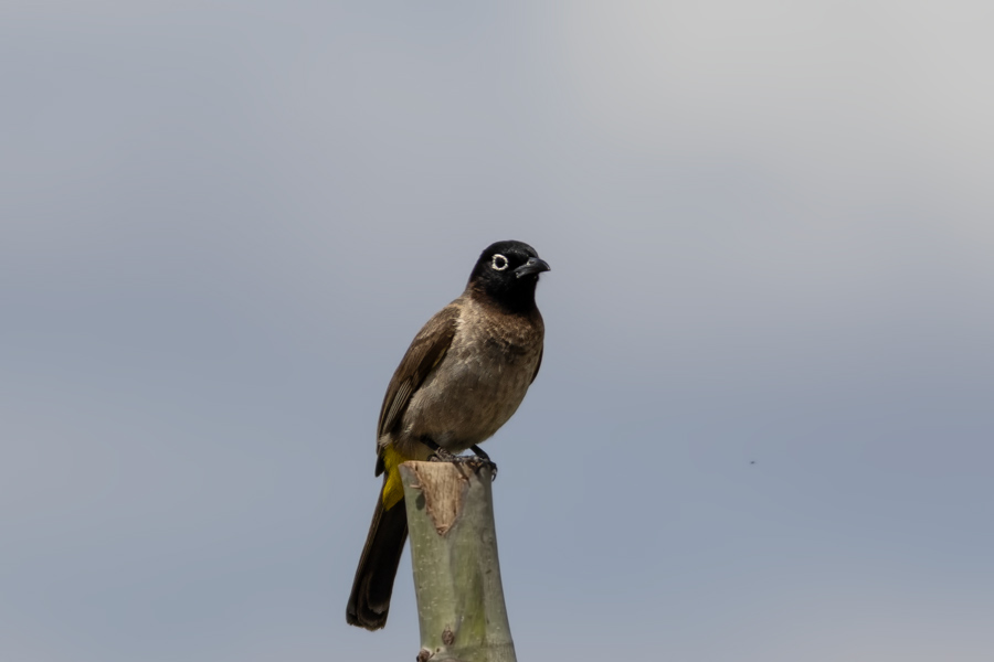 White-spectacled Bulbul