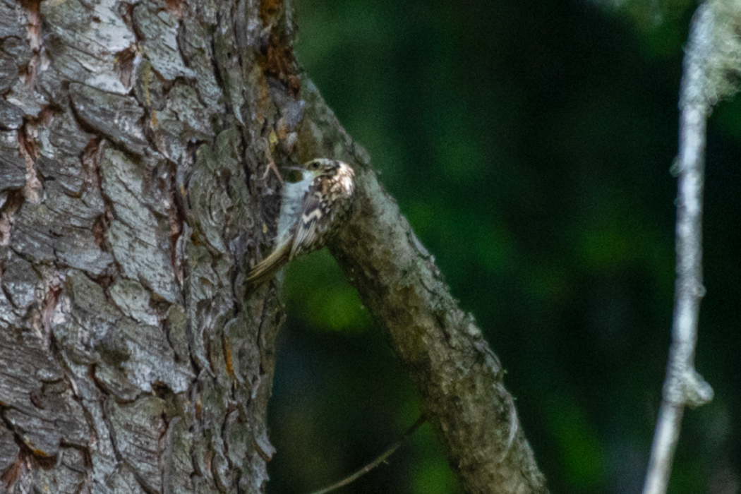 Eurasian Treecreeper