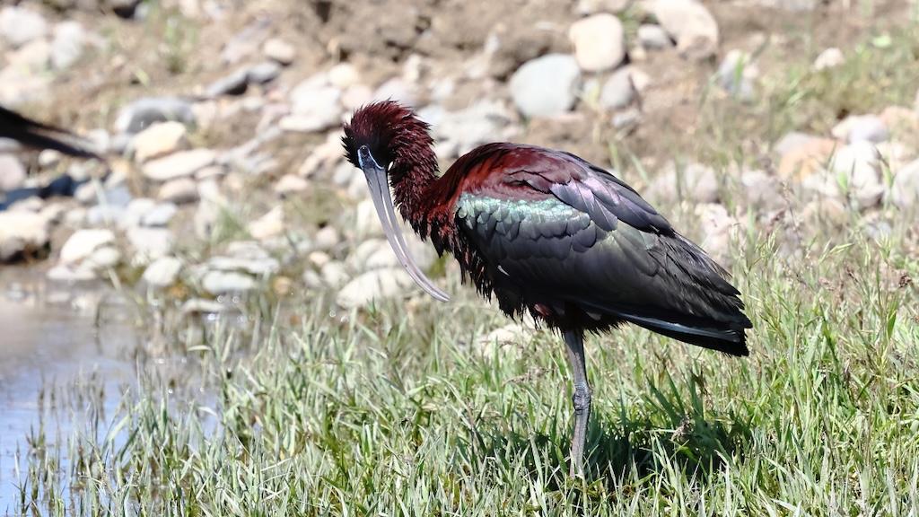 Glossy Ibis