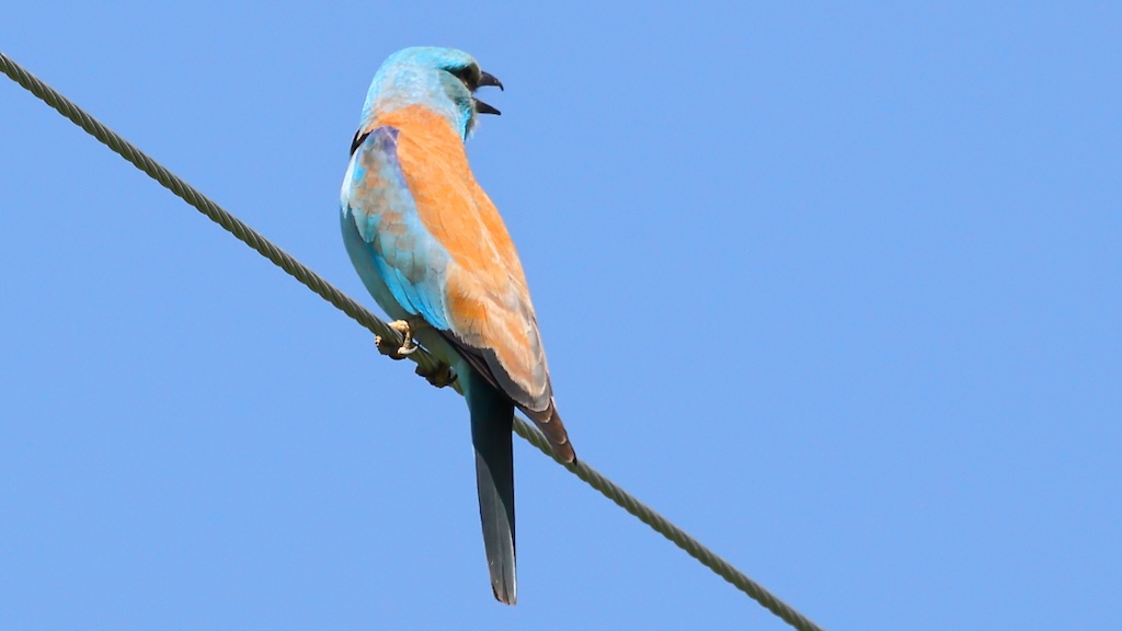 European Roller