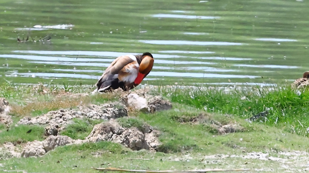 Red-crested Pochard