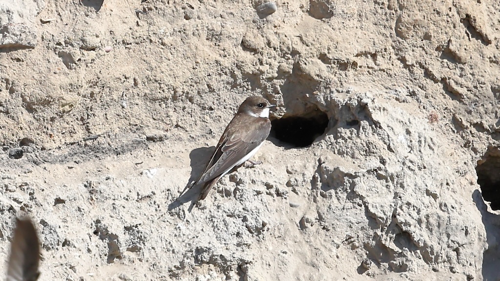 Sand Martin