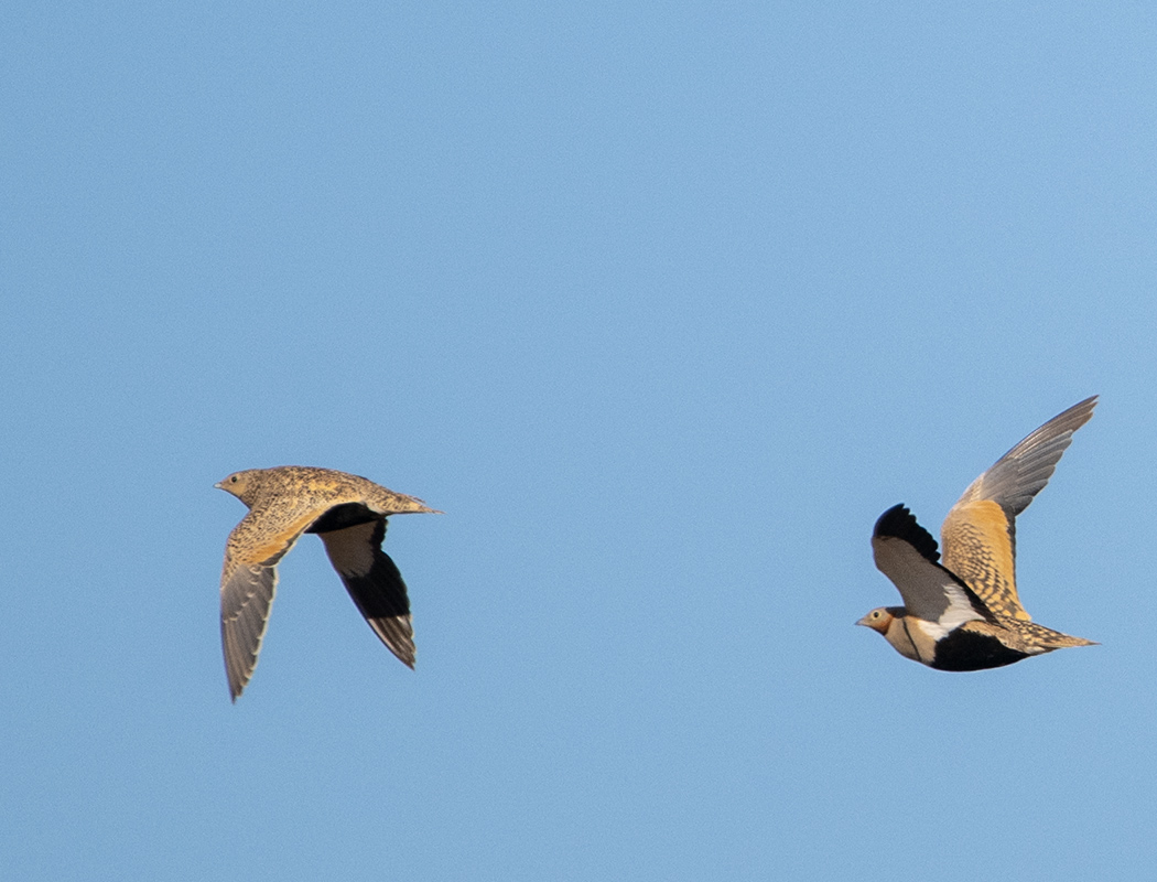 Black-bellied Sandgrouse