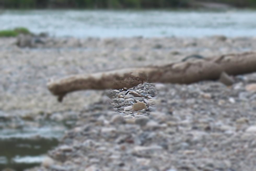 Little Ringed Plover
