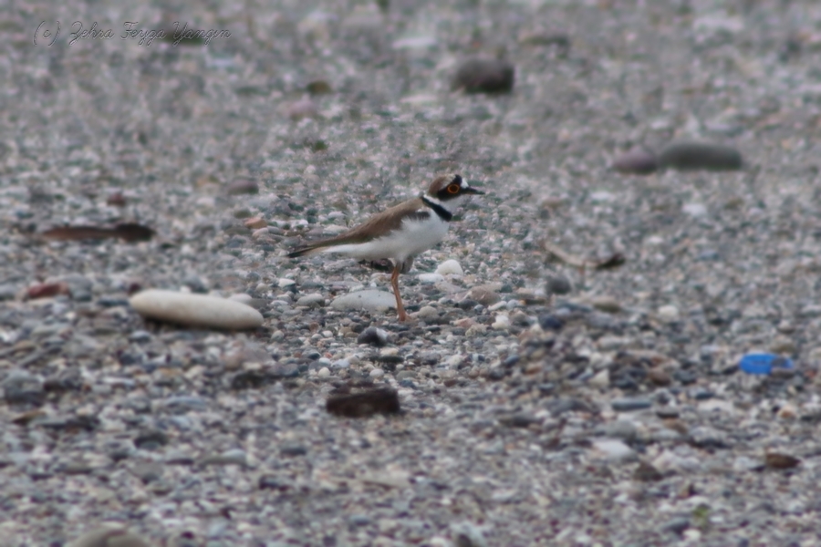 Little Ringed Plover