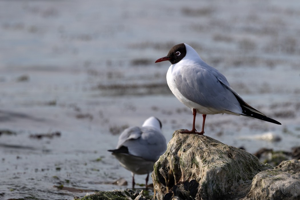 Black-headed Gull