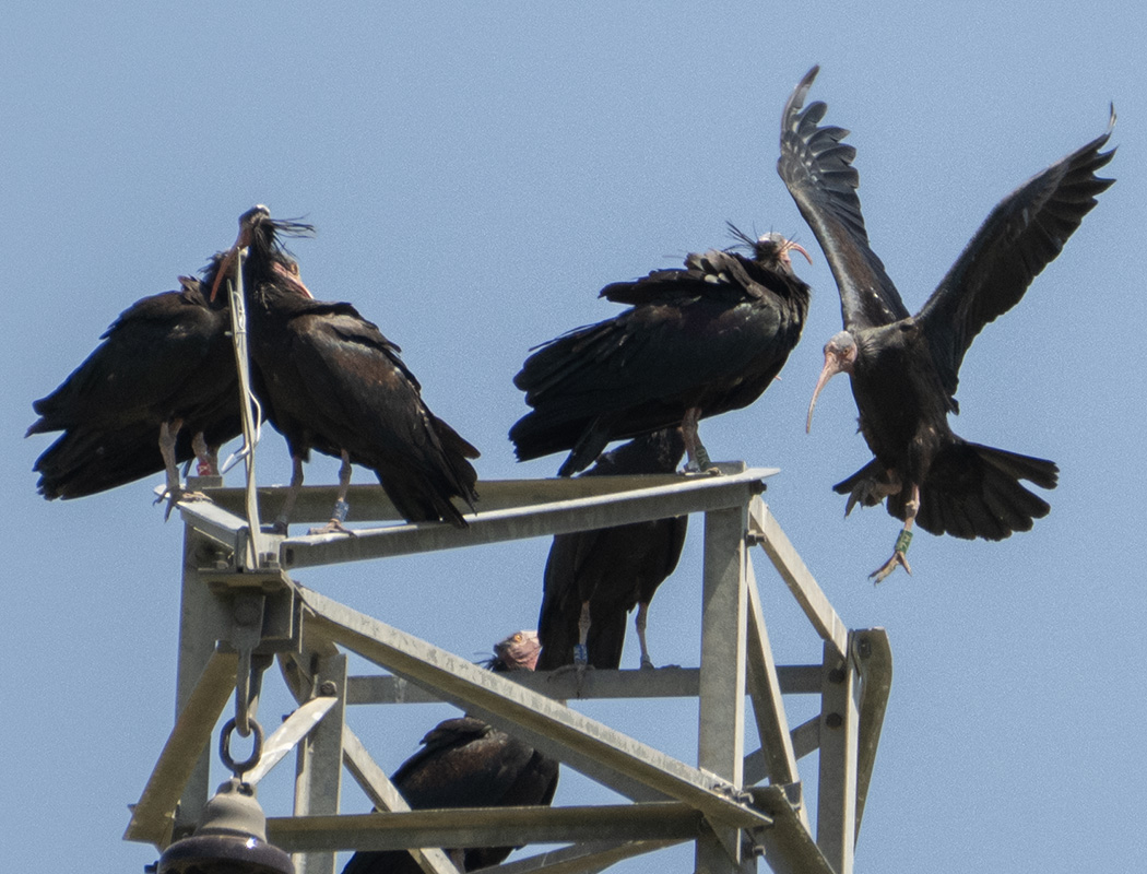 Northern Bald Ibis