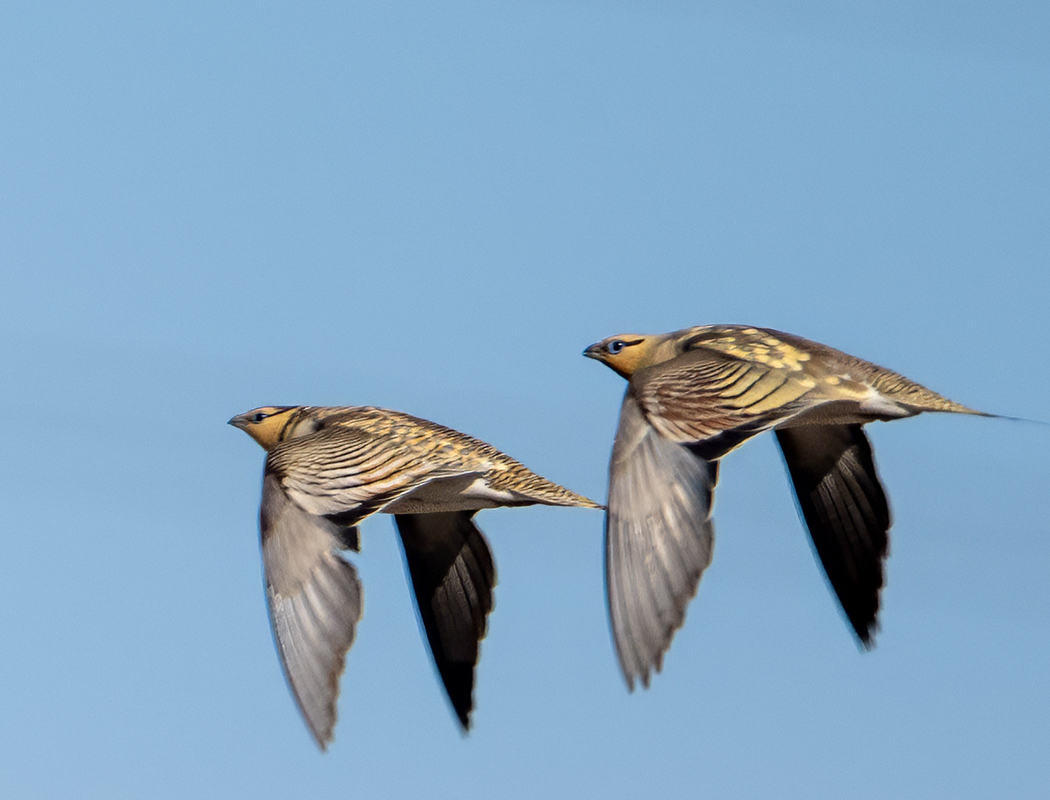 Pin-tailed Sandgrouse