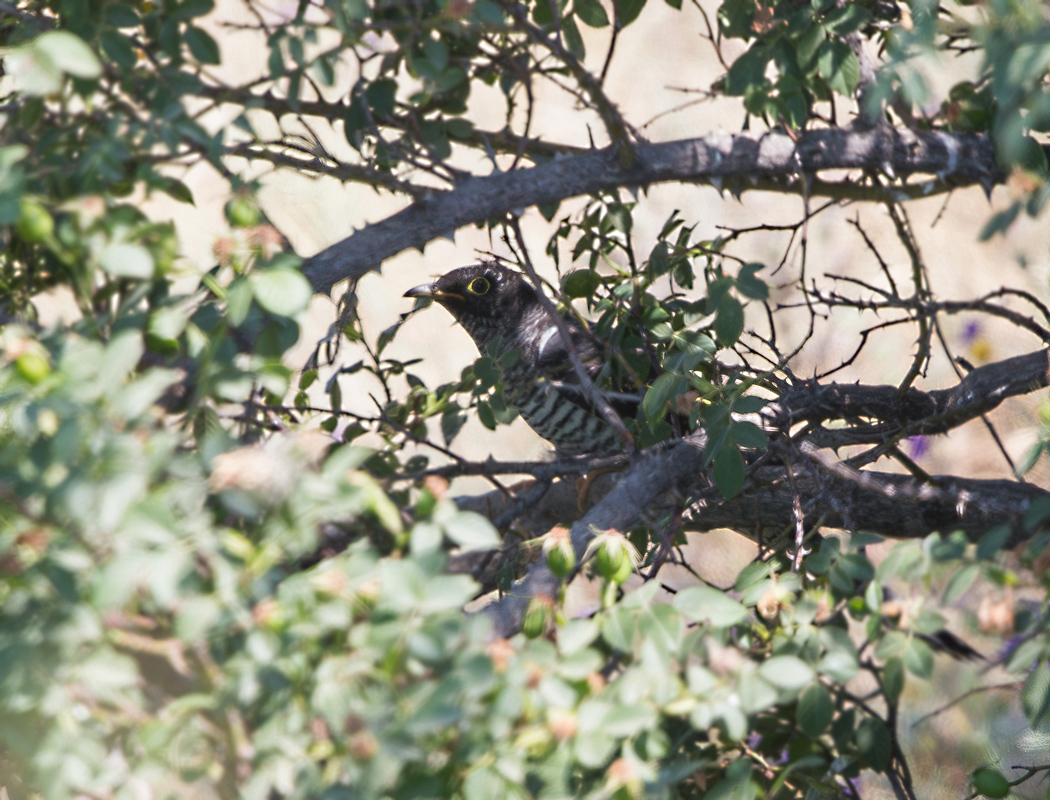 Common Cuckoo