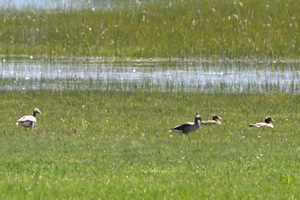 Greylag Goose