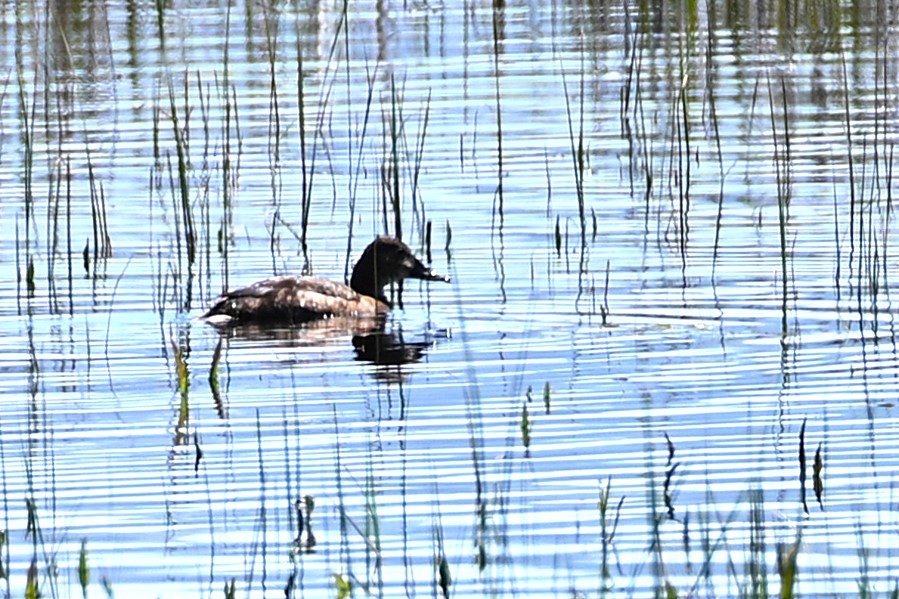 Common Pochard