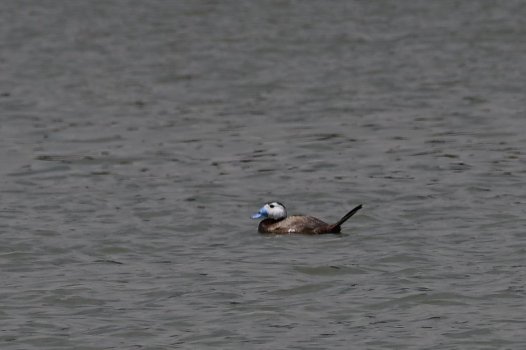 White-headed Duck