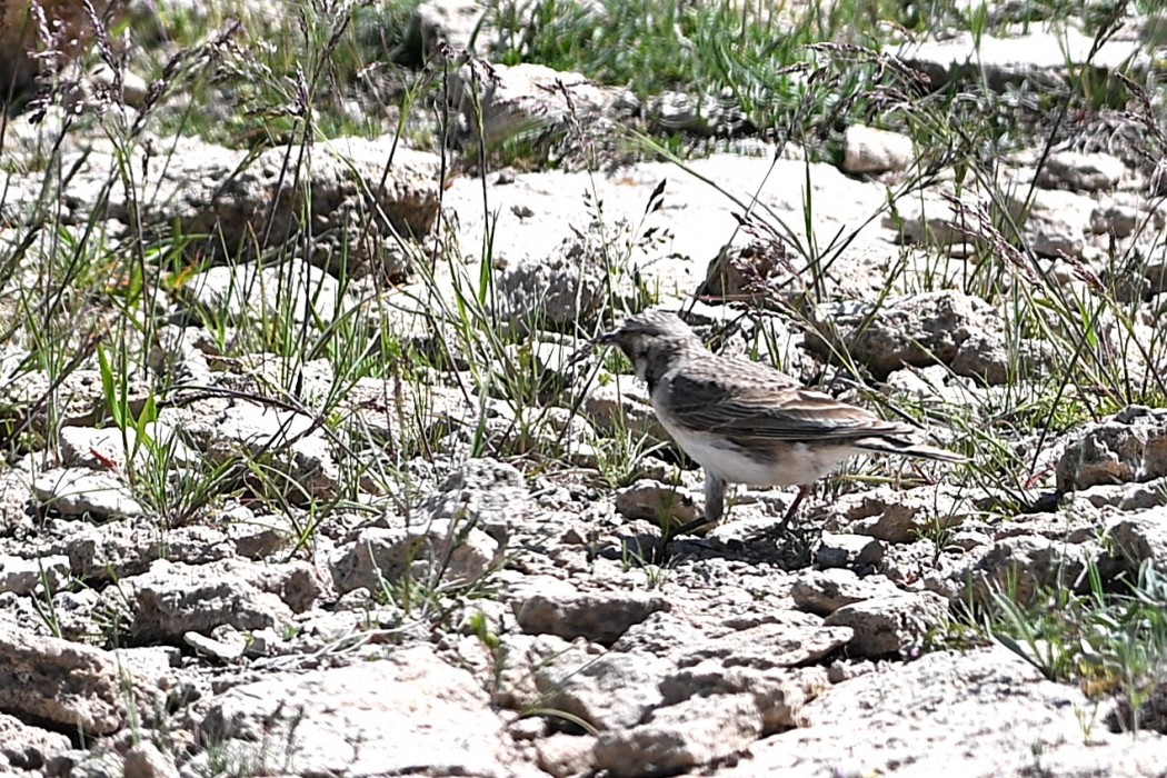Horned Lark