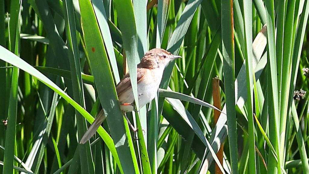 Paddyfield Warbler