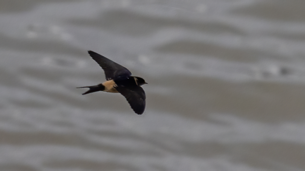 European Red-rumped Swallow