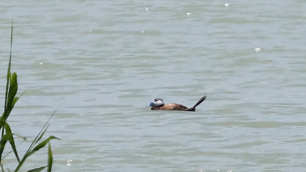 White-headed Duck