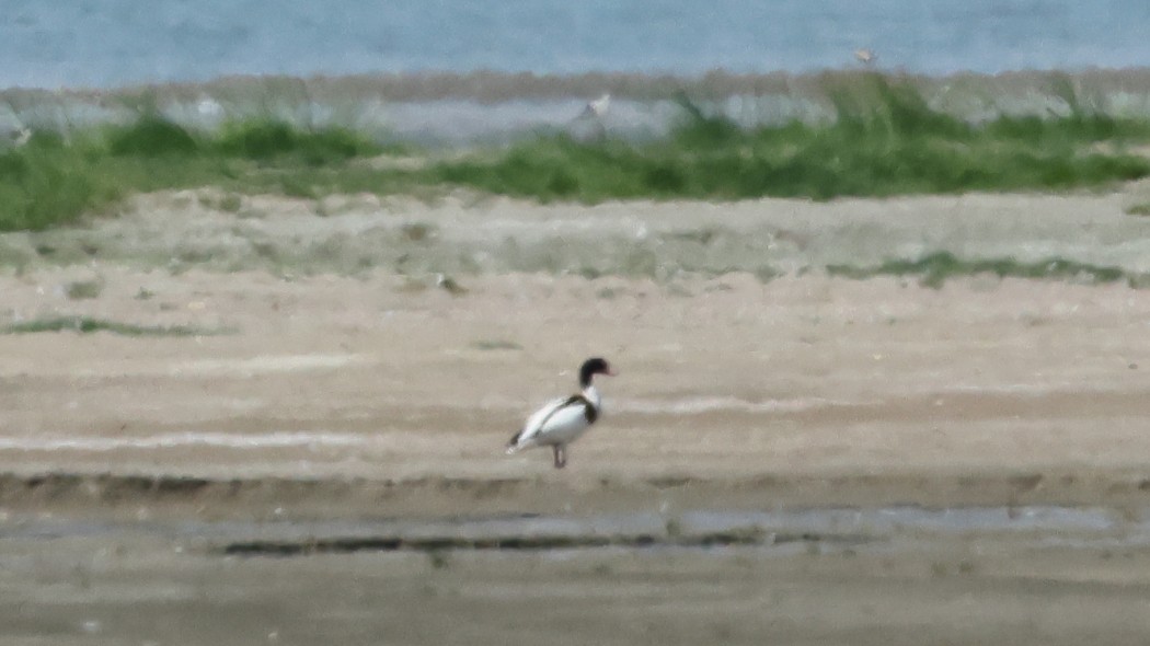 Common Shelduck