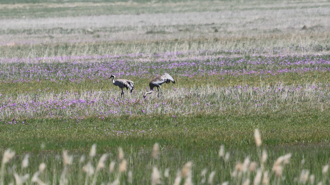 Common Crane