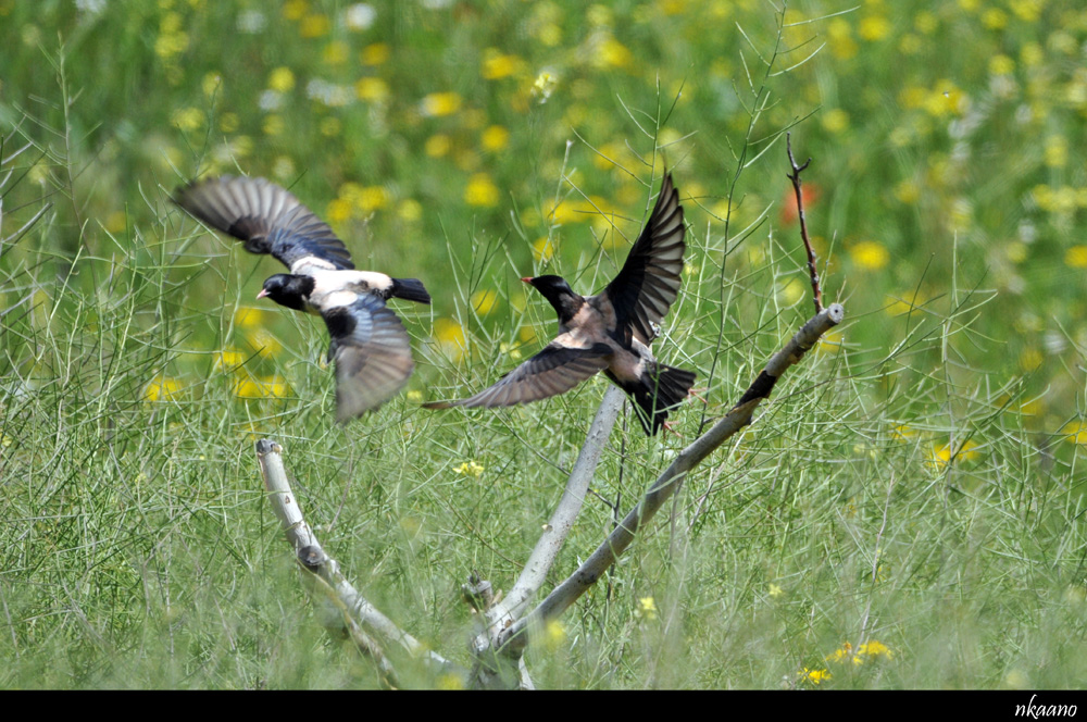 Rosy Starling