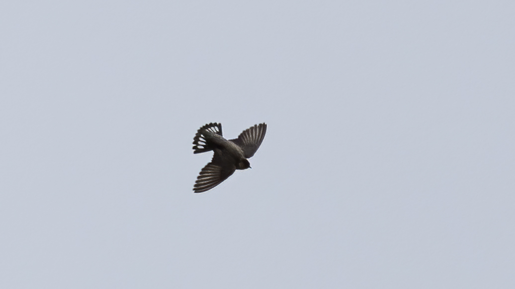Eurasian Crag Martin