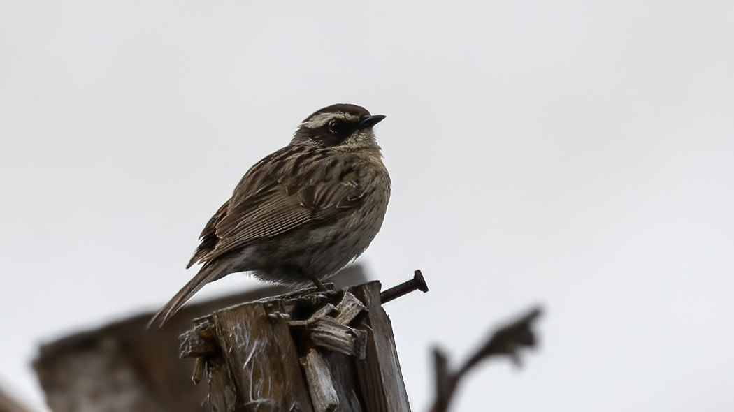 Radde`s Accentor