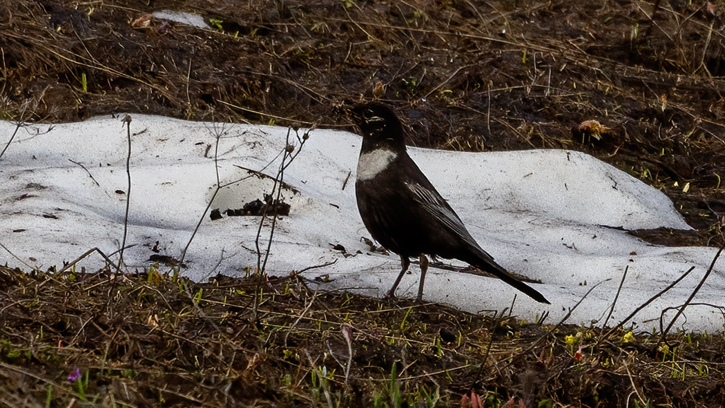 Ring Ouzel