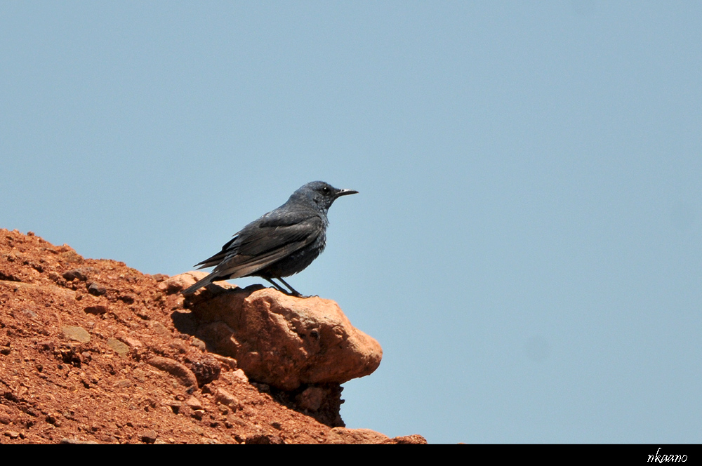 Blue Rock Thrush