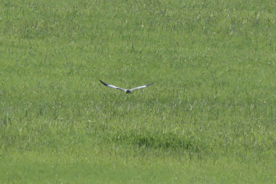Montagu`s Harrier