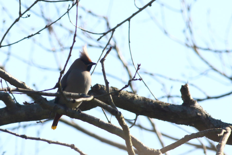 Bohemian Waxwing