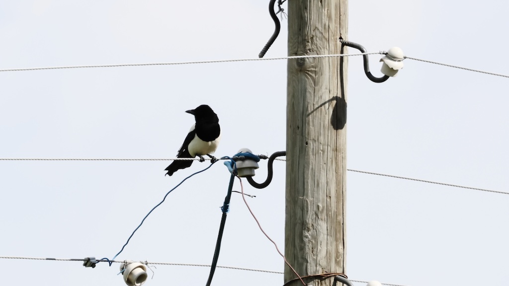 Eurasian Magpie
